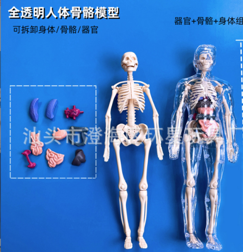人体骨骼模型