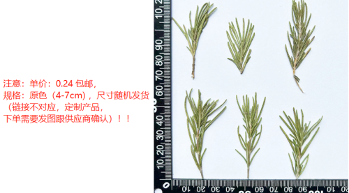 迷迭香叶子