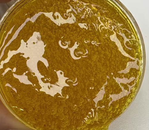 化妆品-金黄色薄荷味美牙凝胶