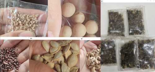 蔬菜种子组合（袋含料）
