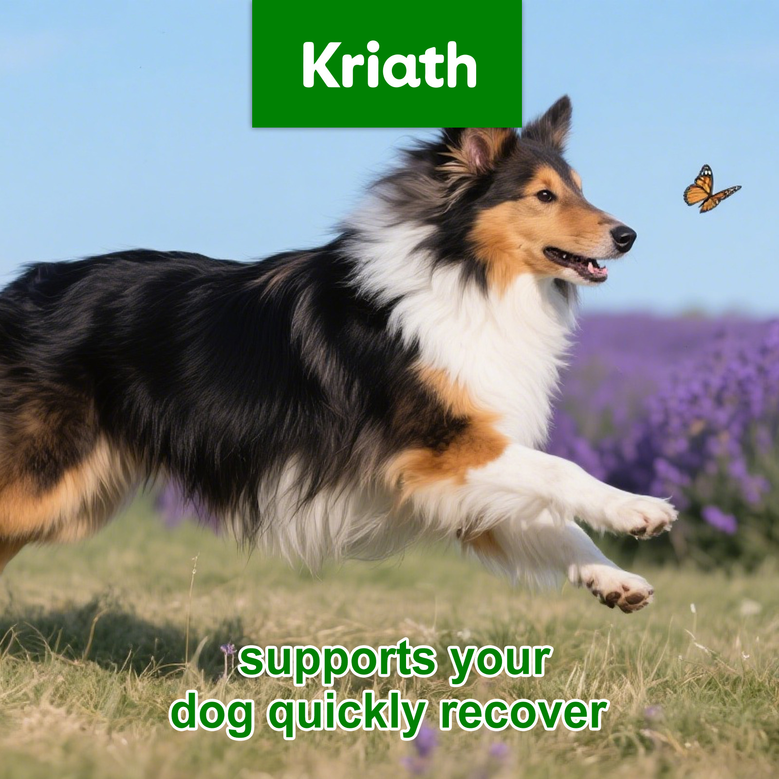 Kriath Dog Gentle, integratore nutrizionale per la cura del corpo degli animali domestici, gocce_voghion.com