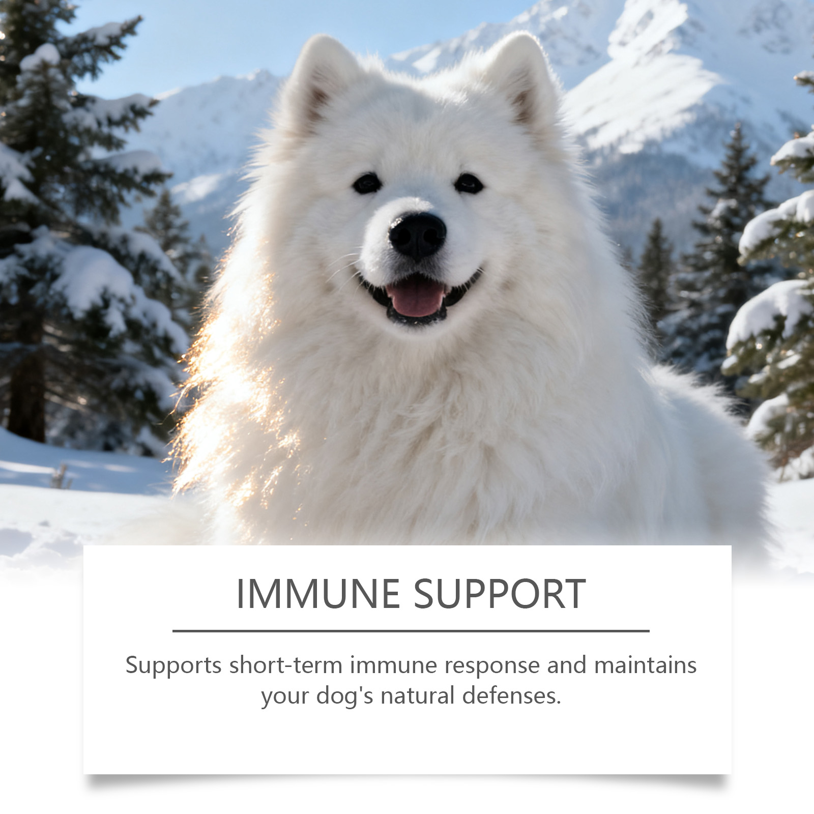 Suplementos herbales para perros vitalidad y confort corporal_voghion.com