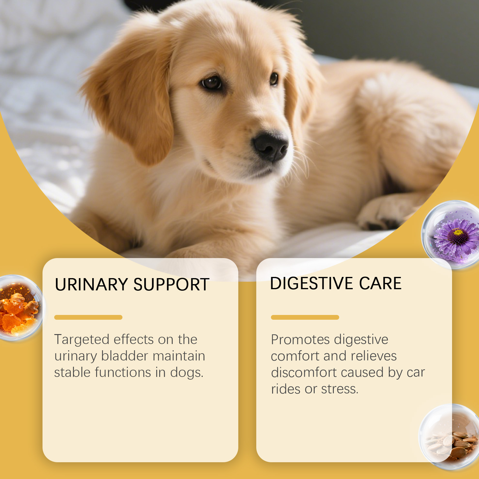 Suplementos herbales para perros vitalidad y confort corporal_voghion.com