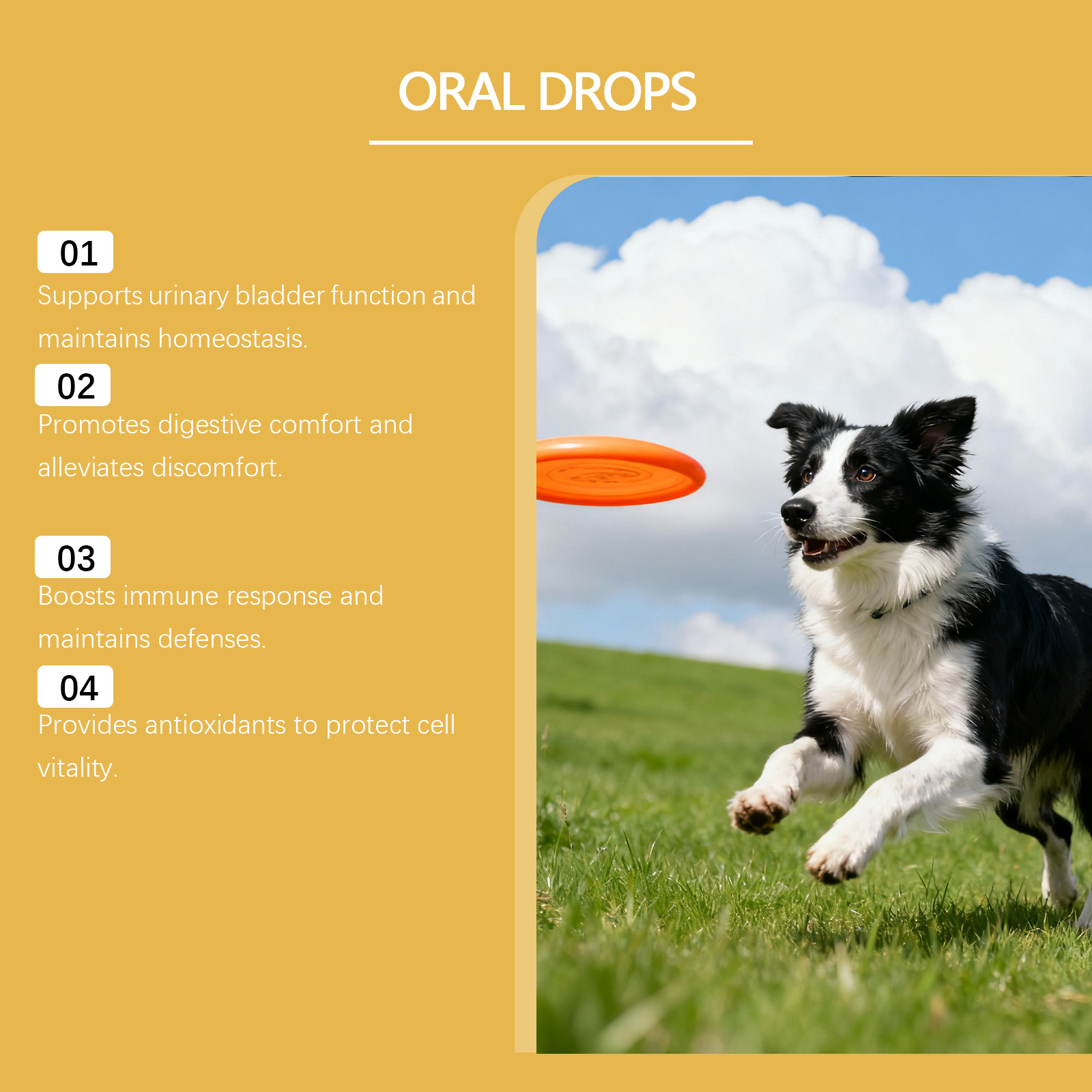 Suplementos herbales para perros vitalidad y confort corporal_voghion.com