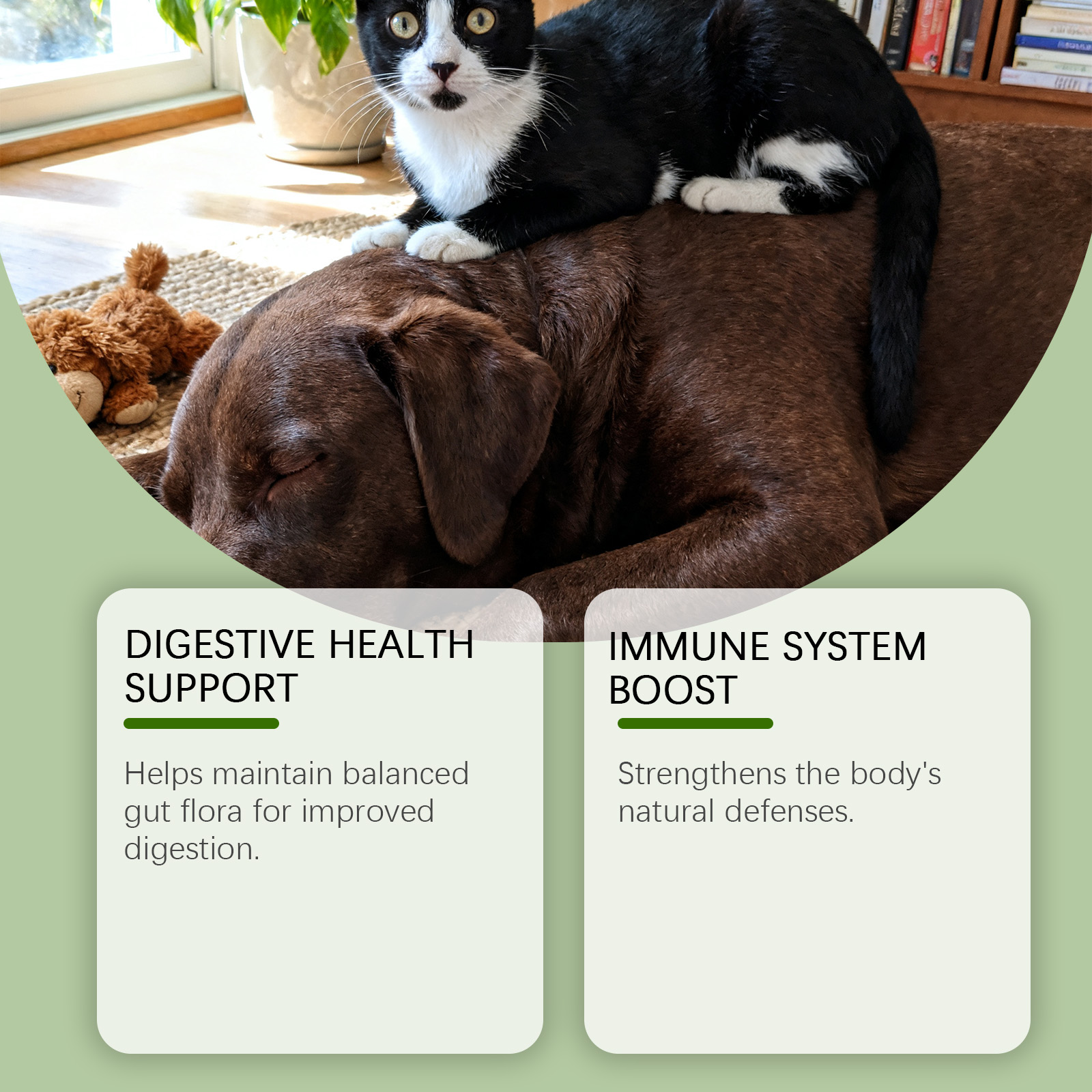 Gotas probióticas líquidas para perros y gatos digestión_voghion.com