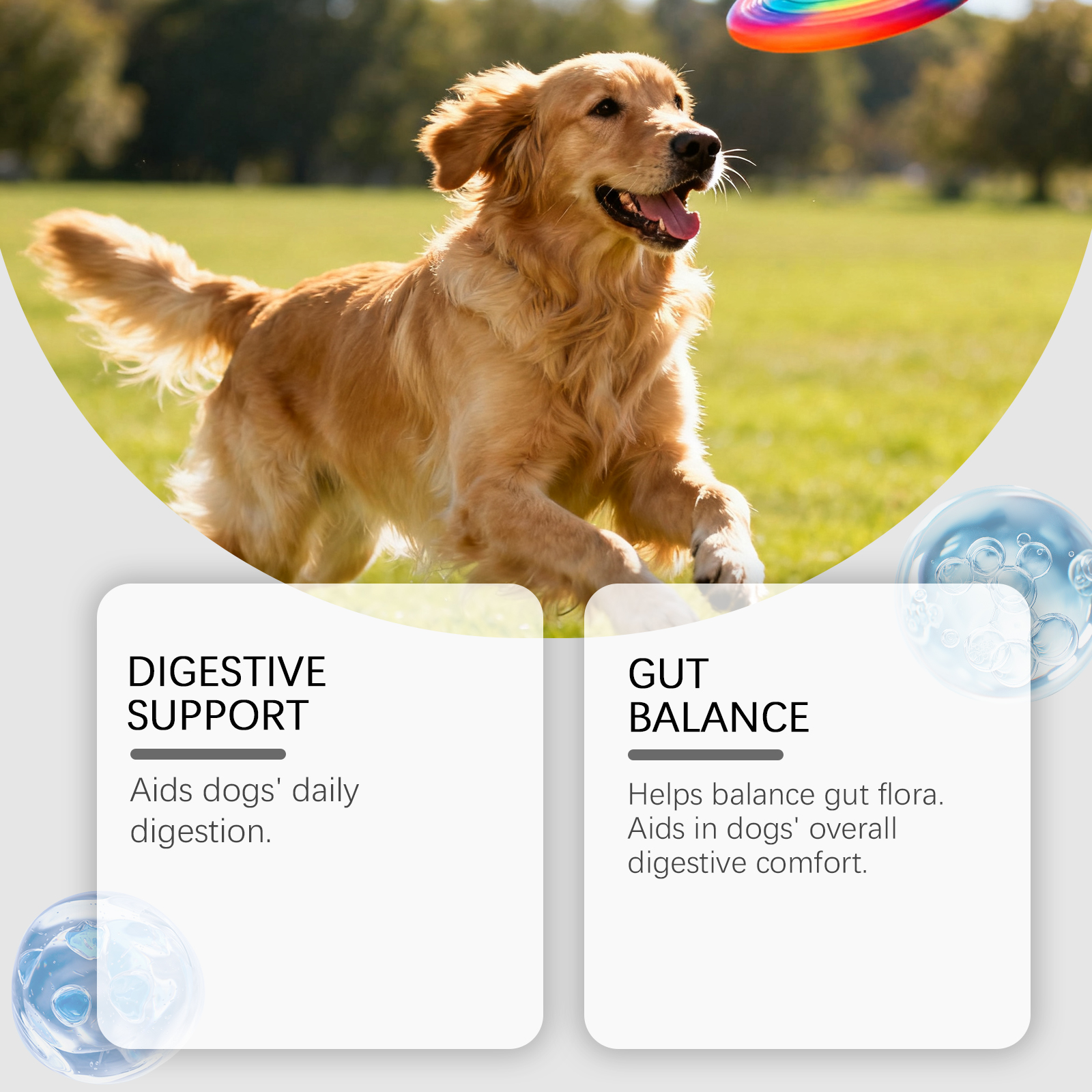 Probiotiques quotidiens pour chiens AMZ - Granulés mous - Favorise l'équilibre intestinal - Alimentation pratique - Soin doux - Améliore la vitalité_voghion.com
