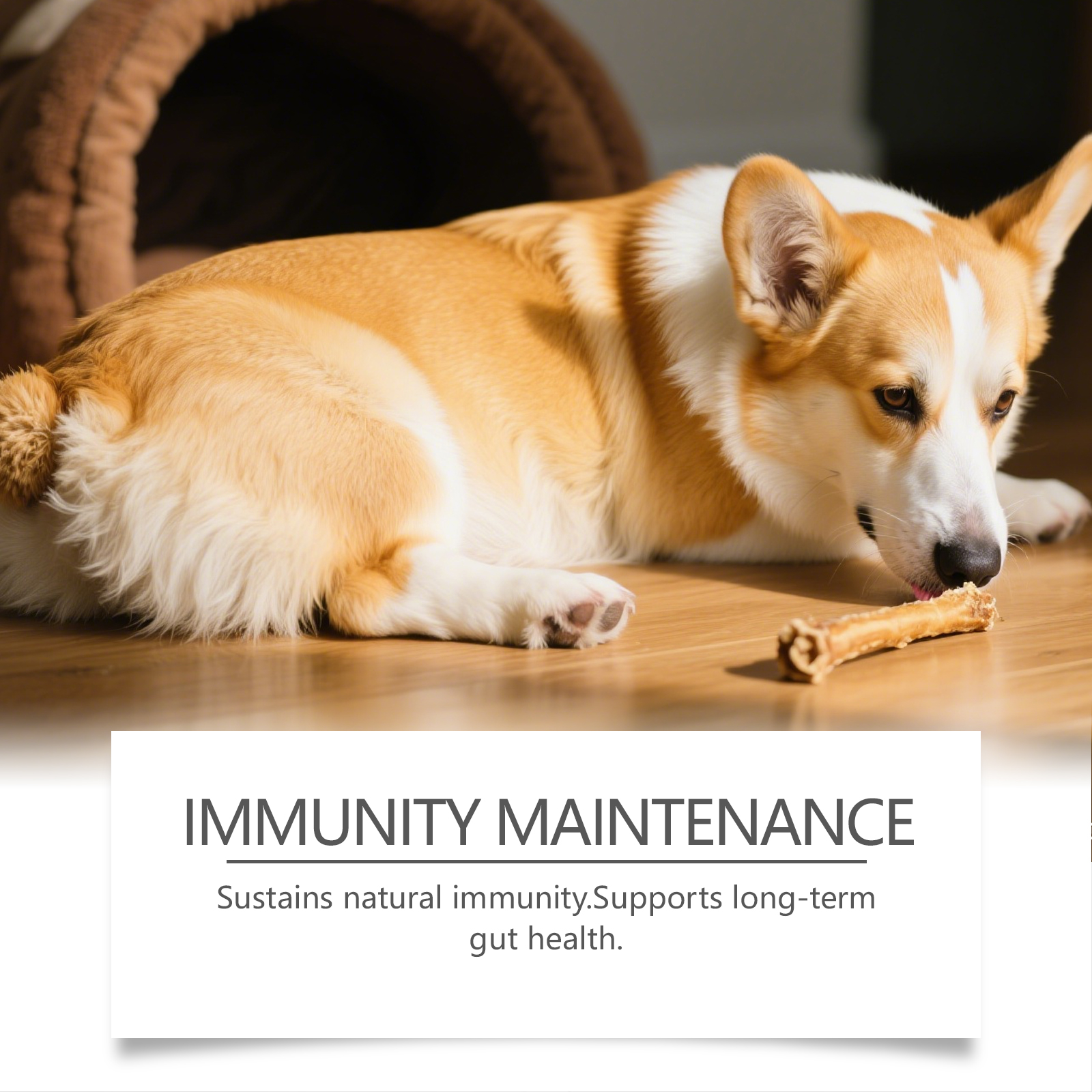 Probiotiques pour chiens support digestion et vitalité quotidien_voghion.com