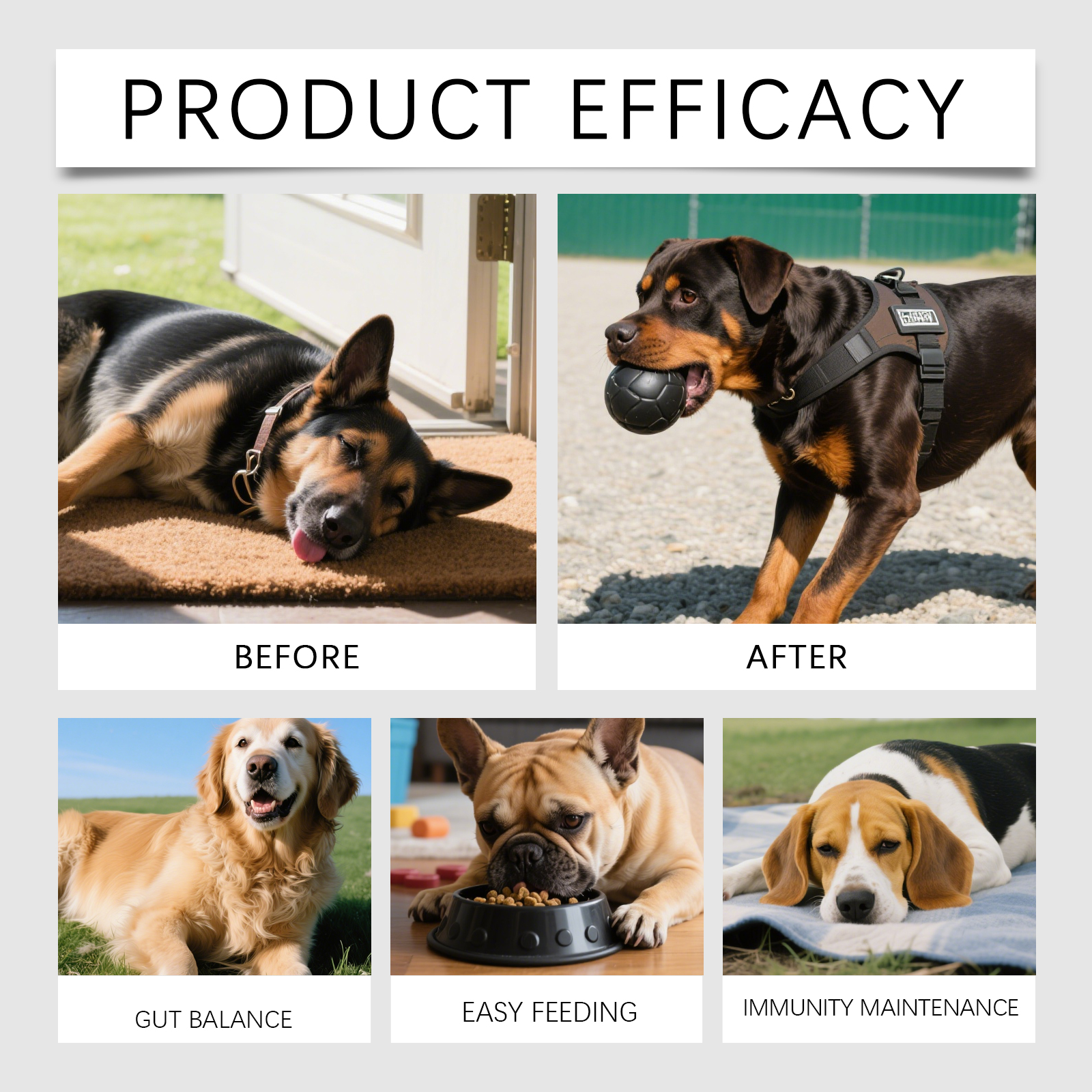 Probiotiques pour chiens support digestion et vitalité quotidien_voghion.com