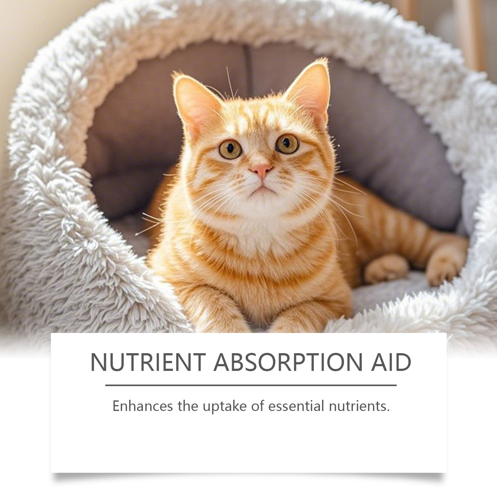 Kriath Probiotic Gentle For Intestines Daily Cat Body Care Drops_voghion.com