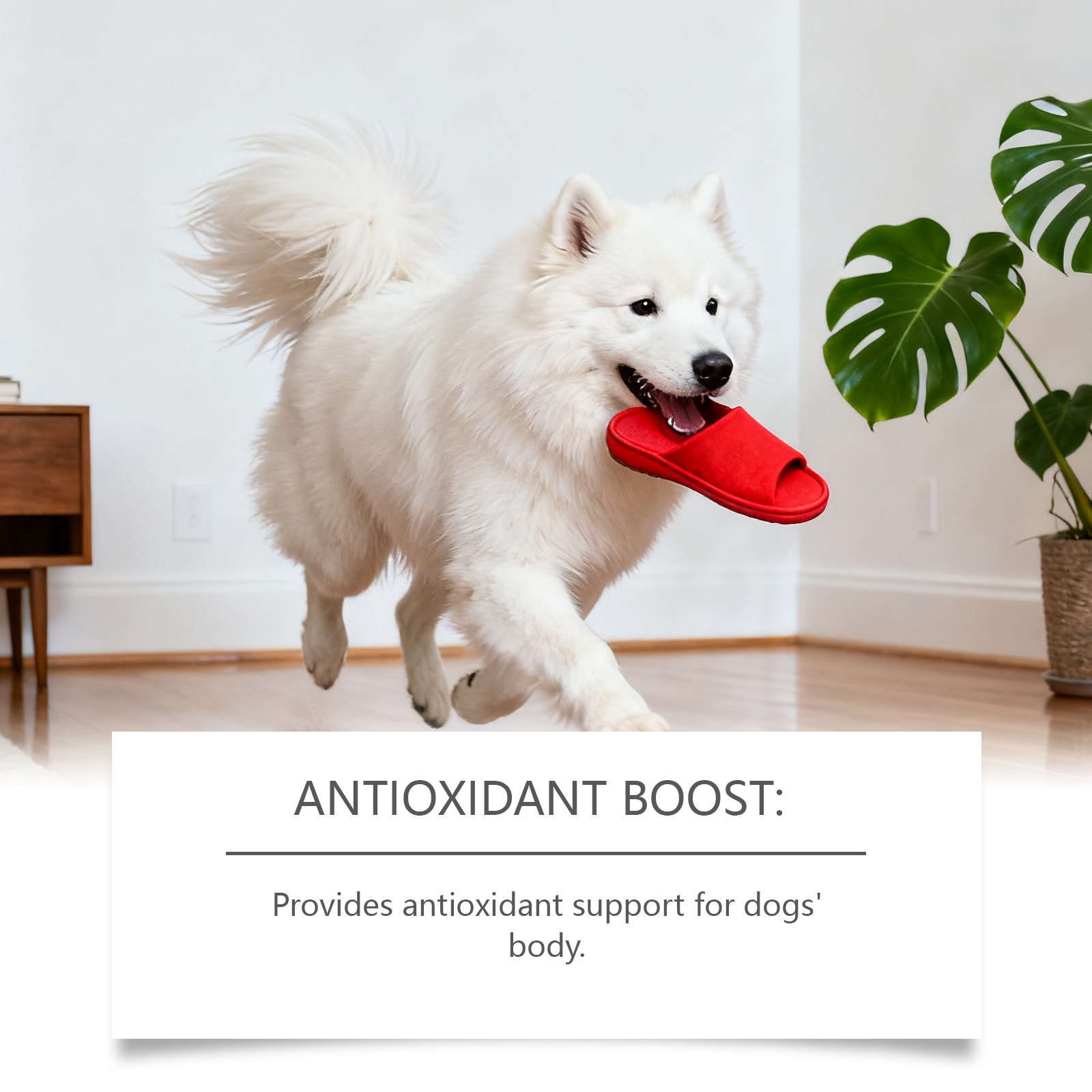 Kriath Dog: Grânulos macios, suaves e nutritivos para o cuidado da pele do seu pet._voghion.com