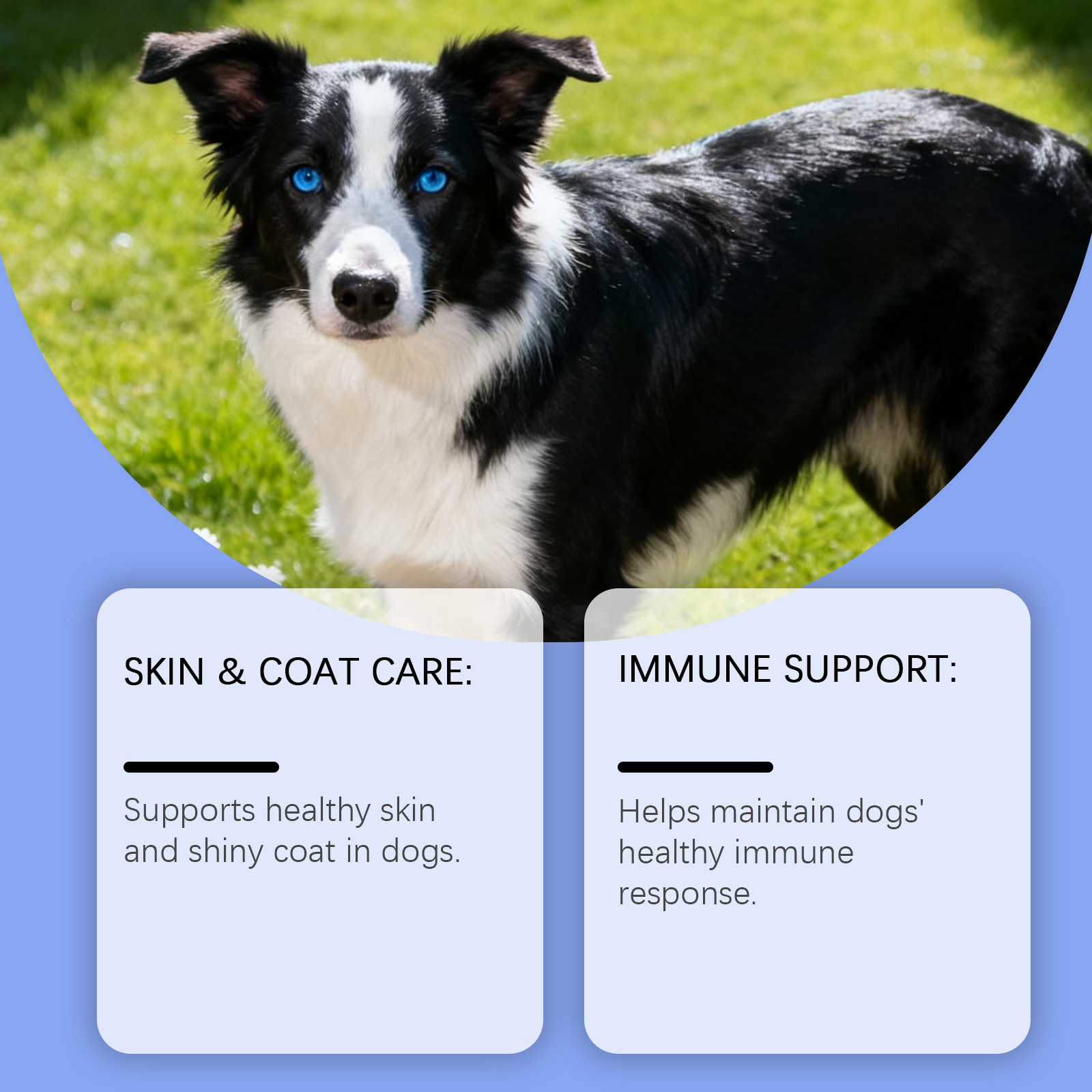 Kriath Dog: Grânulos macios, suaves e nutritivos para o cuidado da pele do seu pet._voghion.com