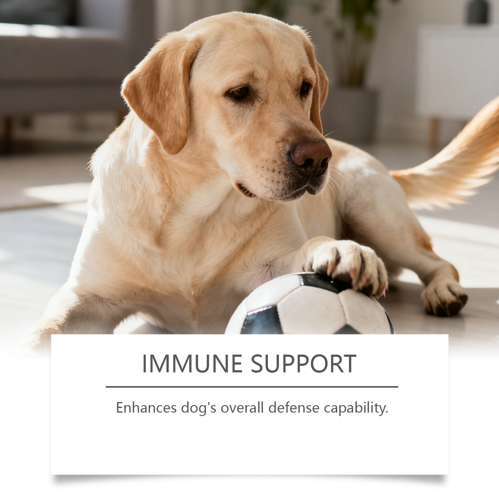 Probiotic Gentle Nutritional Granules For Healthy Dog Digestion_voghion.com