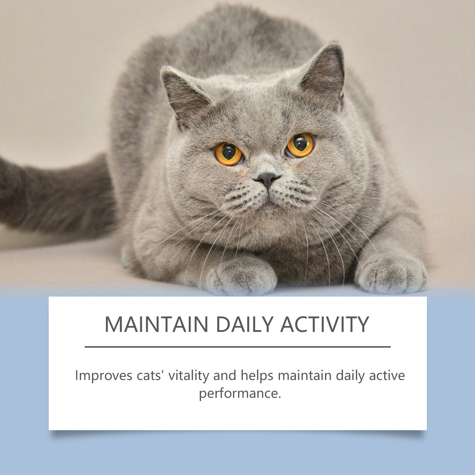 Complément alimentaire Yegbong pour chats, formule douce, gouttes vitaminées quotidiennes pour chats_voghion.com